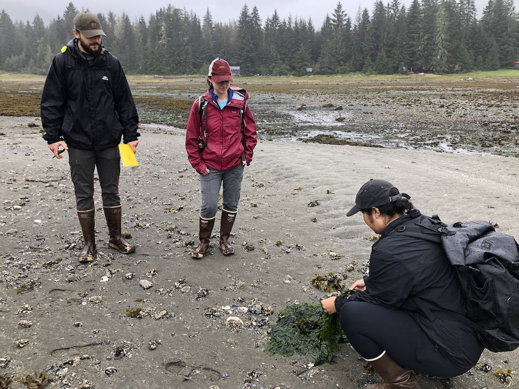Alaska Sea Grant students studying seaweed